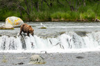 FAT BEAR WEEK 2025 MARKS 11 YEARS OF WILDLIFE CONSERVATION