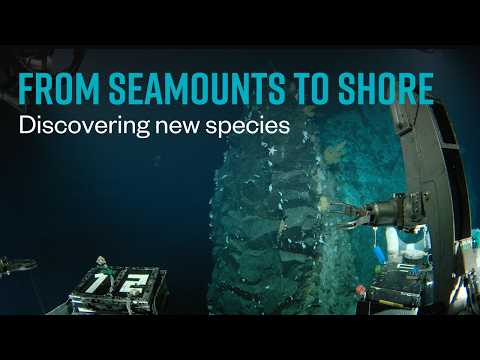 Scientists Discover 'Life in a Glass Castle' and Dozens of New Species During Japan Deep-Sea Expedition