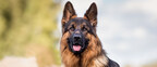 Millions of 'pandemic pets' are reaching midlife, but owners could miss a crucial opportunity to improve their pet's healthspan